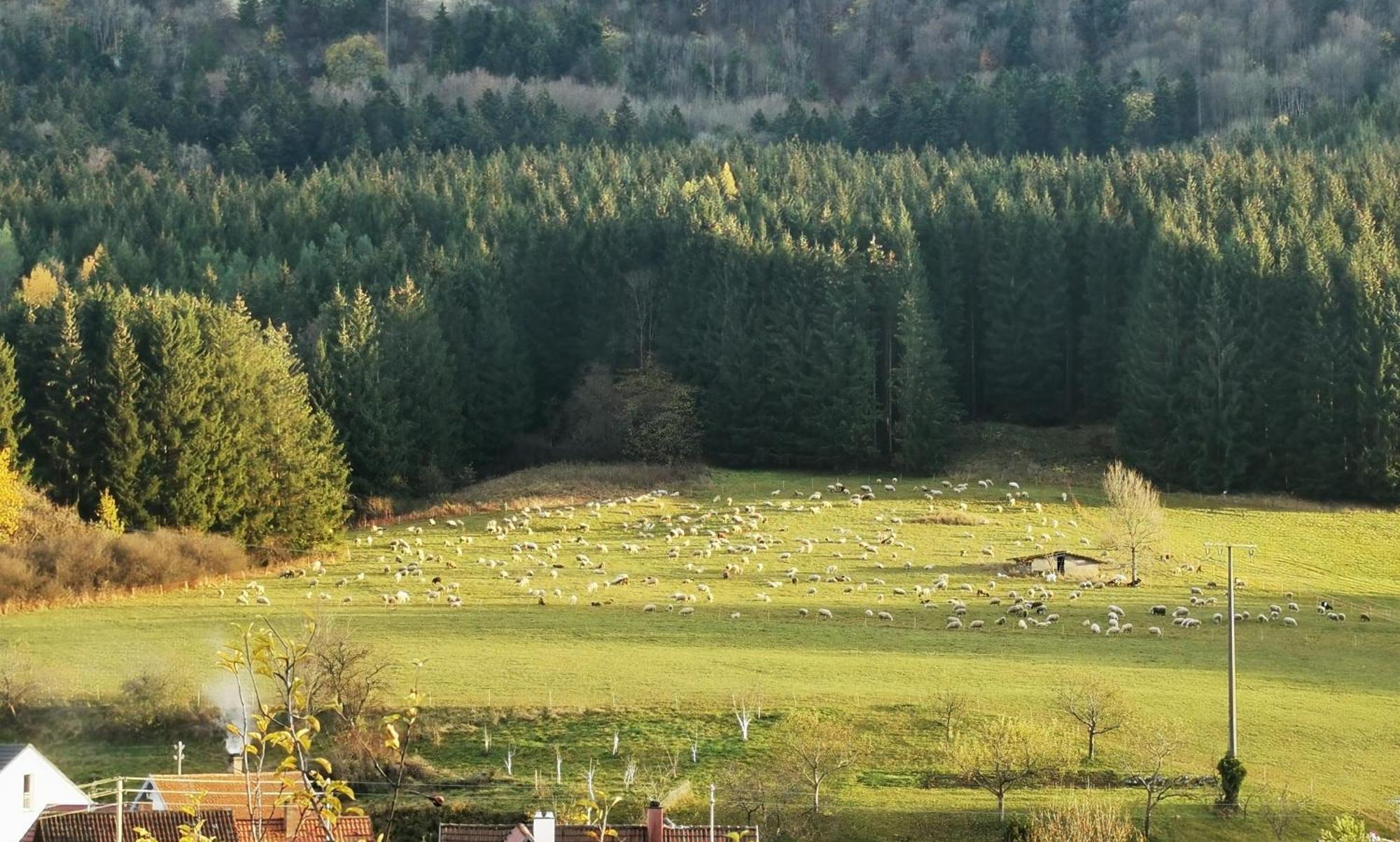 Ferienwohnung Blick Rappenstein Hausen am Tann Buitenkant foto