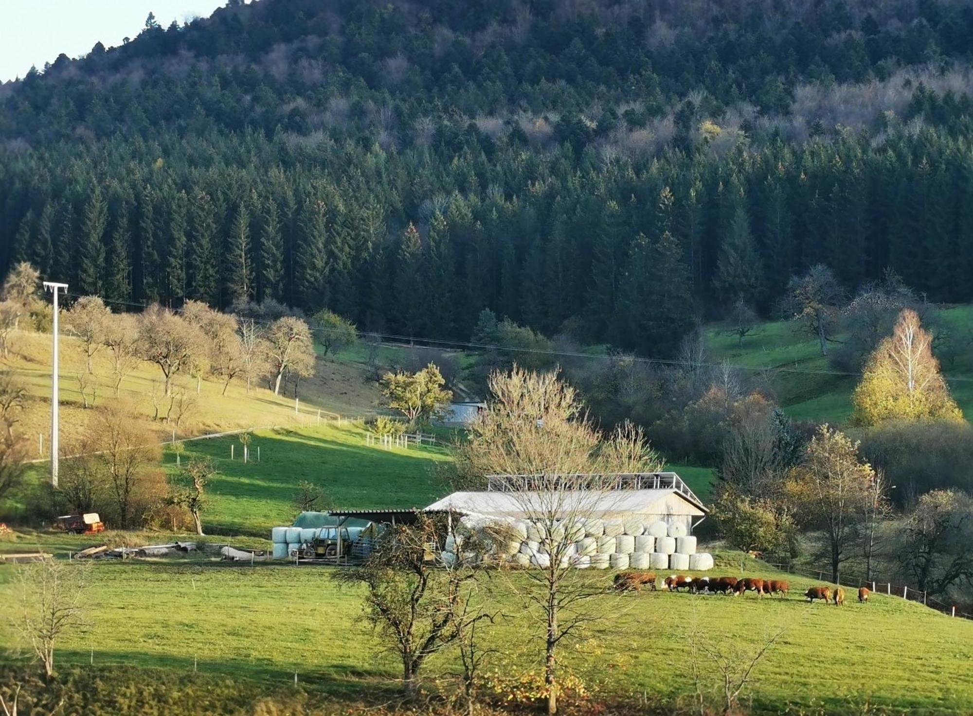 Ferienwohnung Blick Rappenstein Hausen am Tann Buitenkant foto
